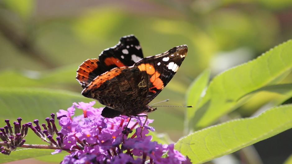 Zonnige dag en veel vlinders