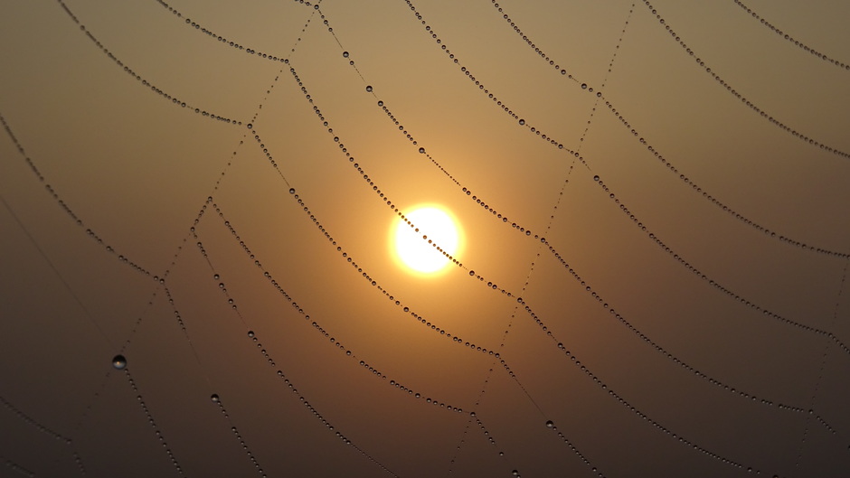 Zon en mist in een spinnenweb