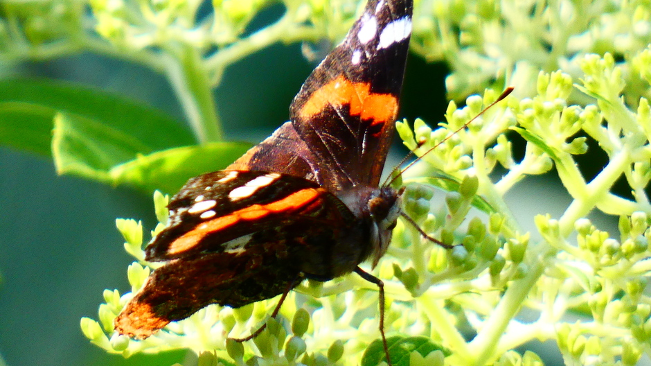 Atalanta vlinder 