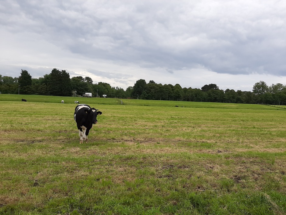 Koe in het weiland 
