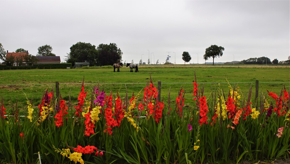 grijs weer met zomerse kleuren gladiolen in bloei 19 gr vanmorgen