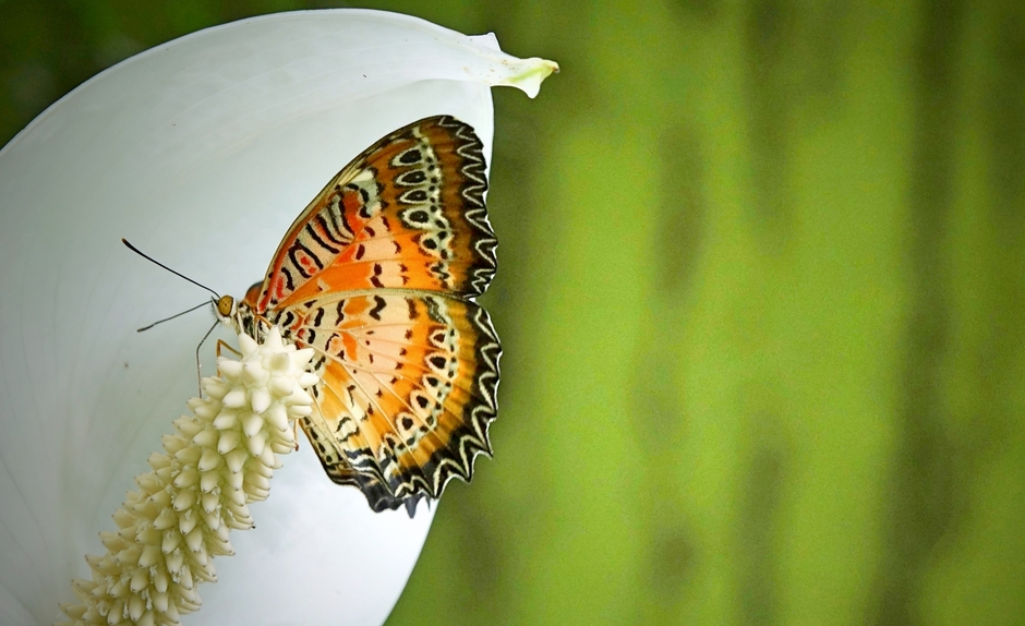 Zon en Vlinders. Passiebloem Vlinder