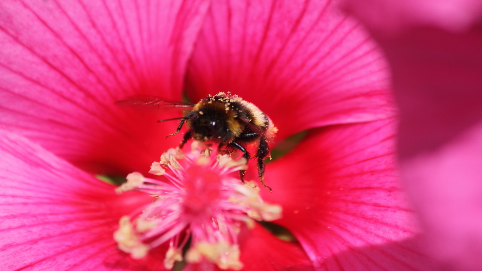 Hommels en Bijen actief ondanks de stevige wind