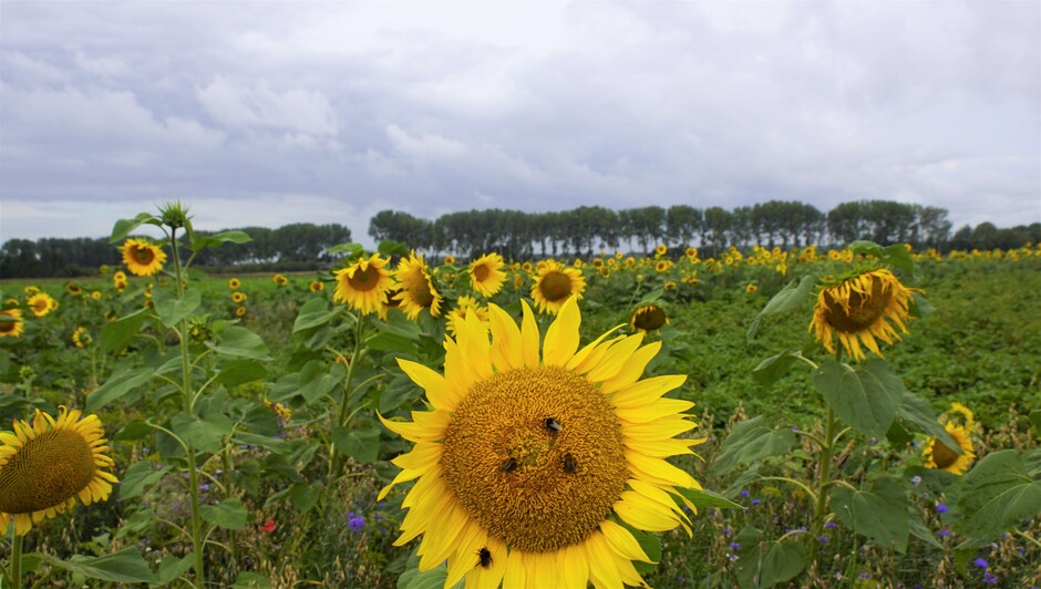 bewolkt iets zon 17 gr zonnebloemen in de polder09.47 uur