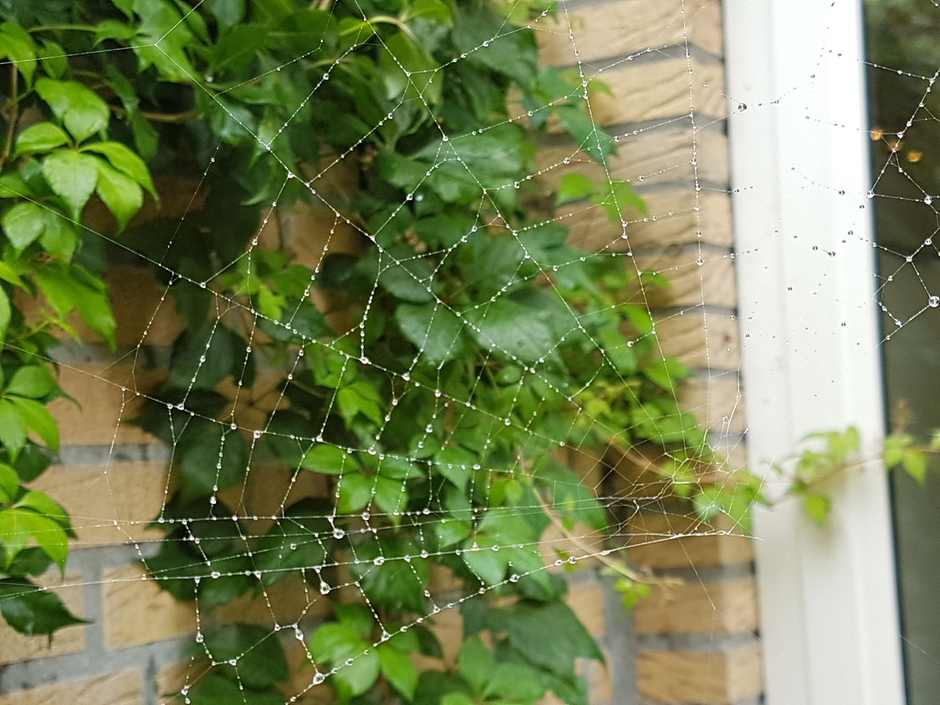 Spinnenweb met druppels