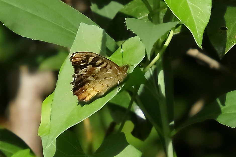vlinder met schutkleuren