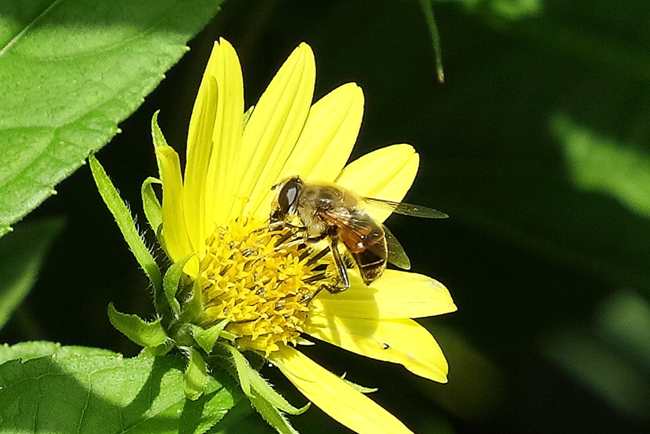 de bijen blijven komen