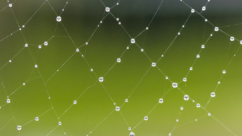 Regen druppen aan spinnenweb mooi gezicht