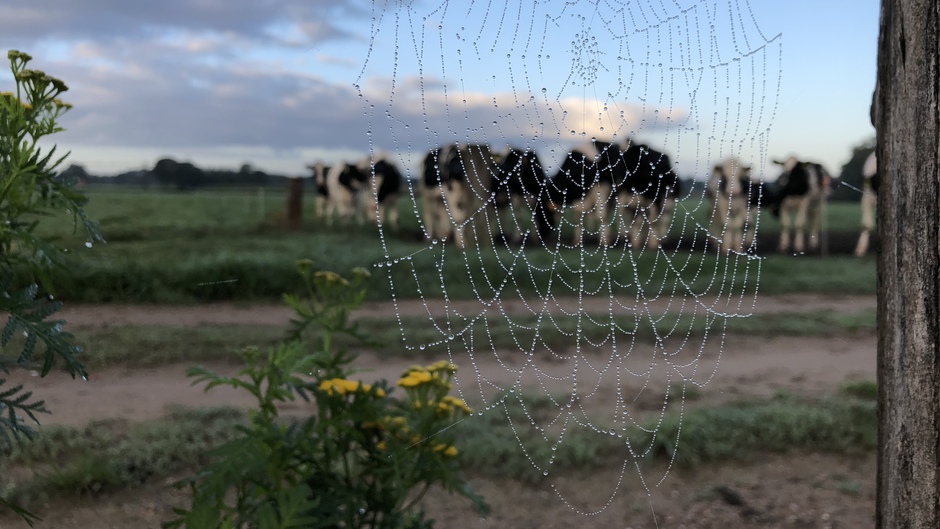 Veel fijne druppels op spinnenweb in de ochtend 
