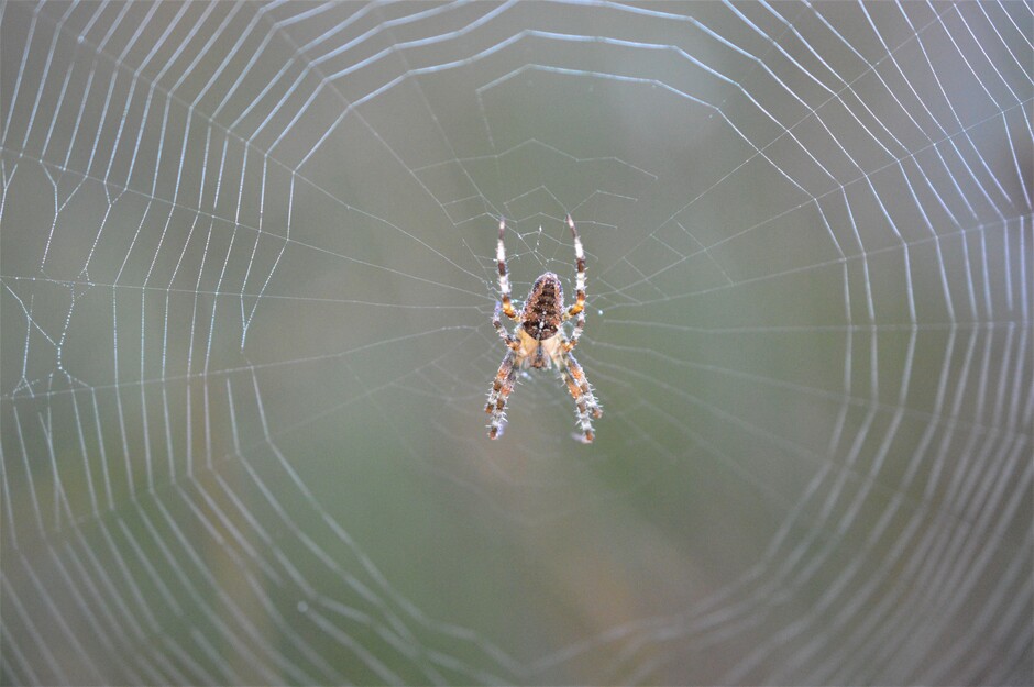 Kruisspin in haar web.