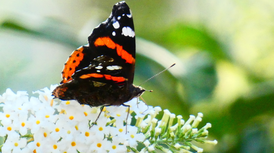Prachtig vlinderweer voor de atalanta 