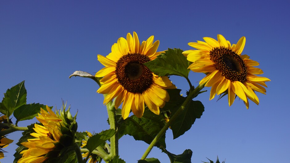 zonnig blauwe lucht 14 gr zonnebloemen tegen blauwe lucht 09.40 uur