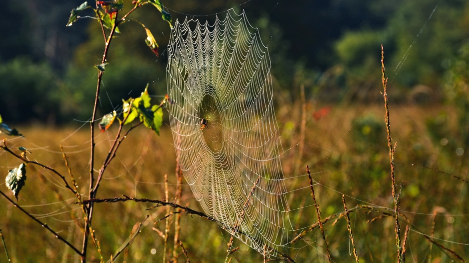 Spinnenweb in ochtendzonnetje (Zandenbos)