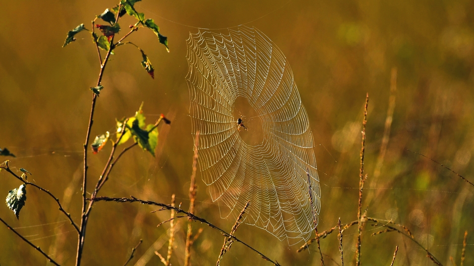 Spinnenweb in ochtendzonnetje (Zandenbos)