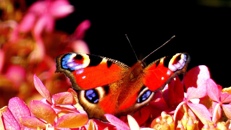 Herfstkleuren en vlinders dit jaar een mooie combi 