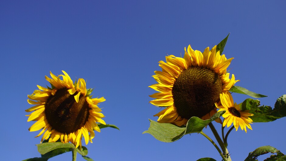 volop zon en strak blauwe lucht 14 gr 10.00 uur windstil zonnebloemen