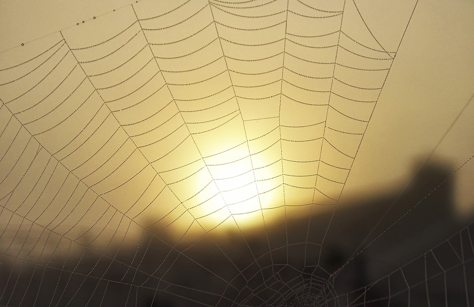 Dauwparels op spinnenweb bij zonsopkomst