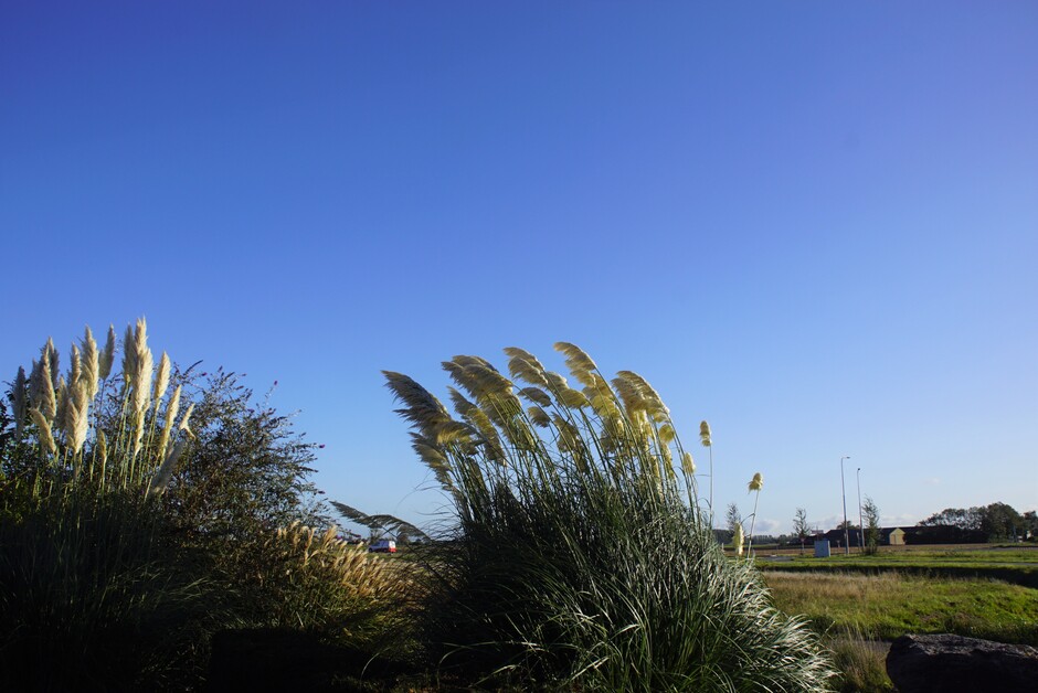 zonnig blauwe lucht en stevige wind de sierpluimen buigen diep 13 gr