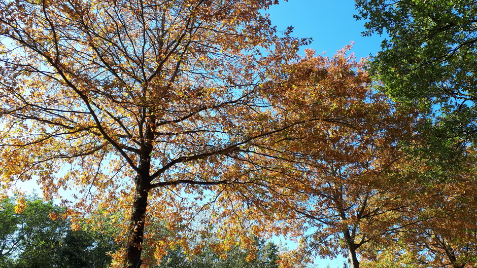 De bomen krijgen herfstkleuren 