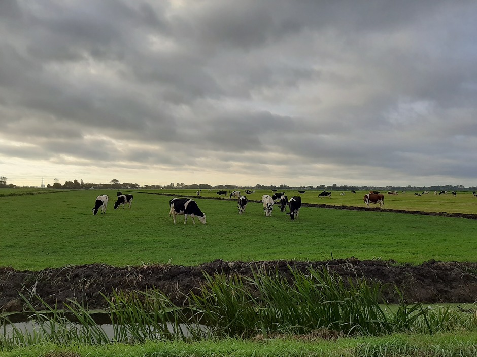 Koeien in het  weiland 