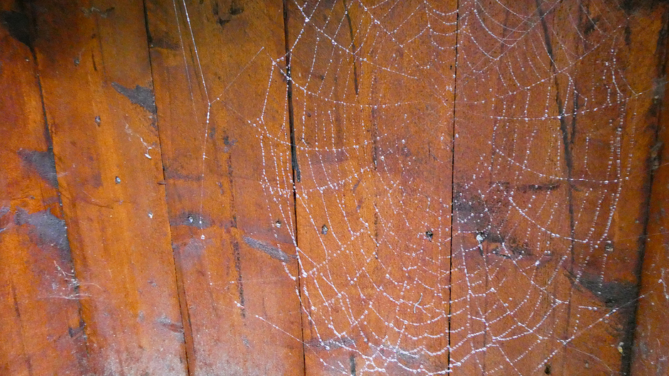 Spinnenweb met druppeltjes