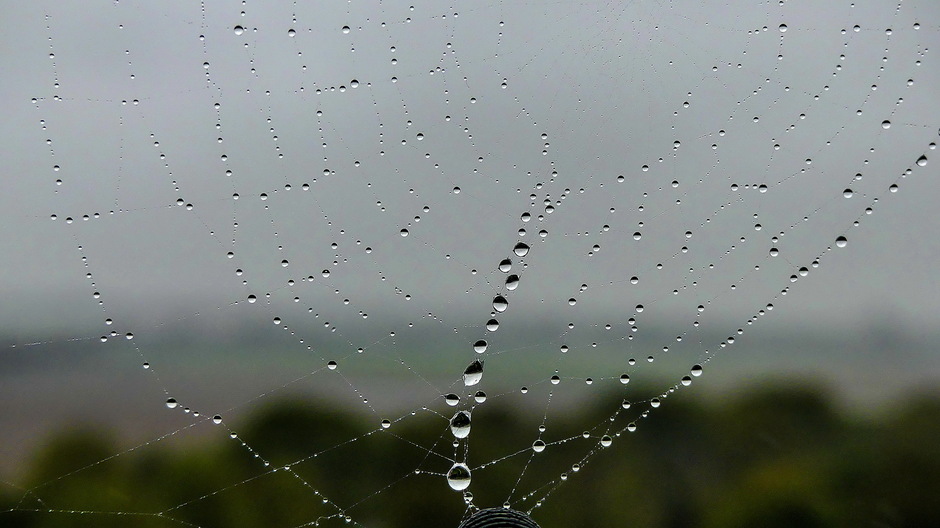 Bewolkt en motregendruppels in het spinneweb