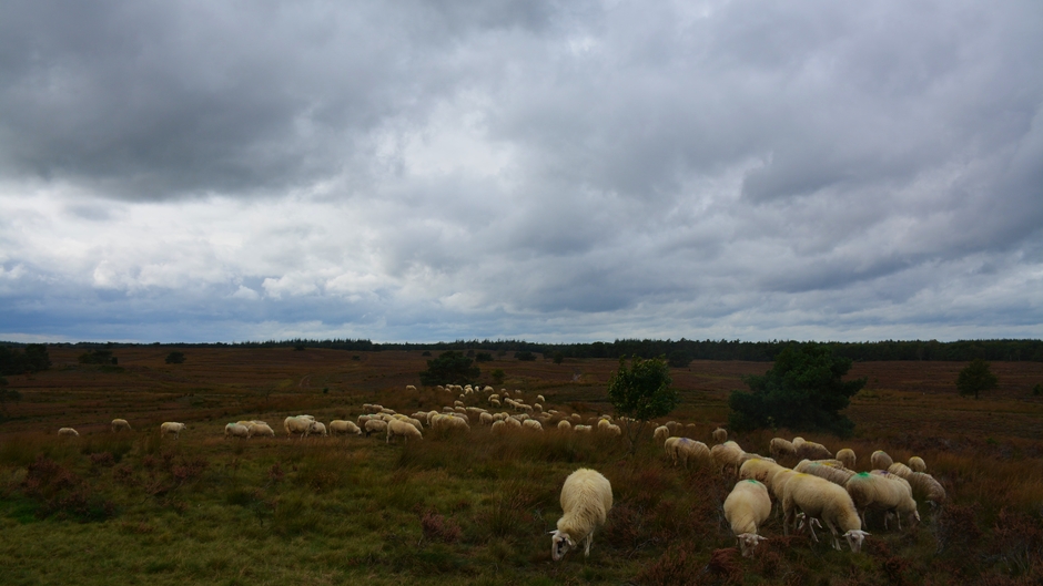 Grazende schapen op de heide