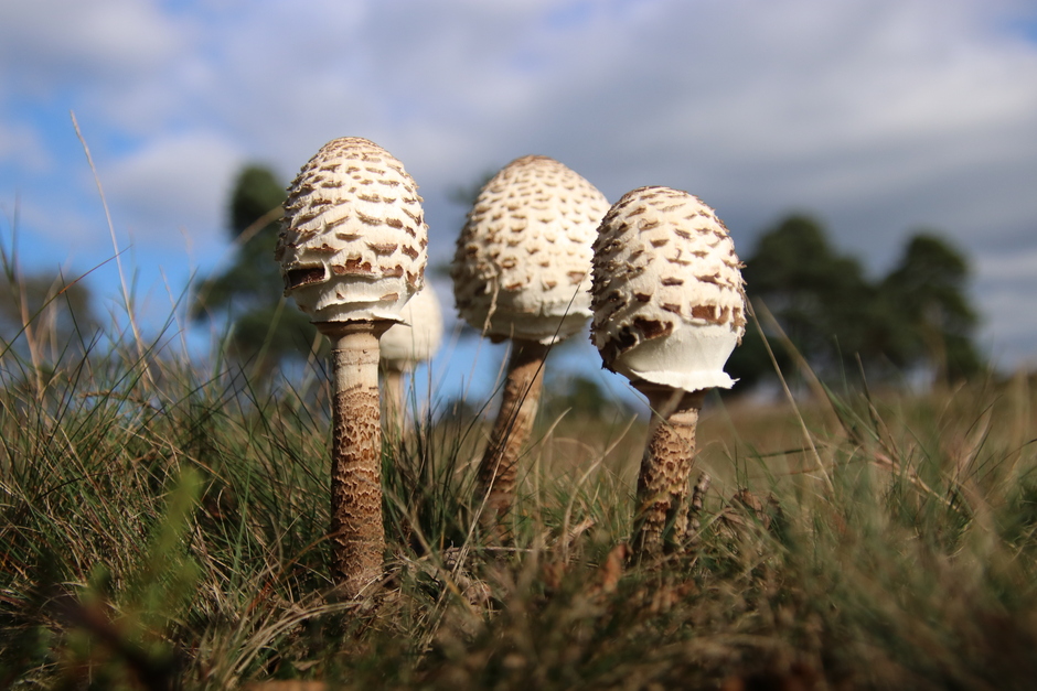 Mooie paddenstoelen op de kale duinen 