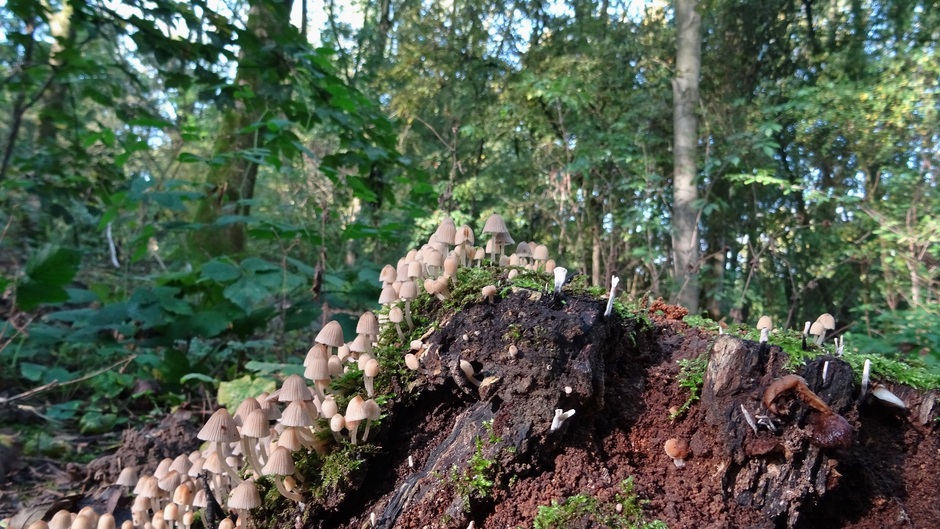 bosje kleine paddenstoeltjes