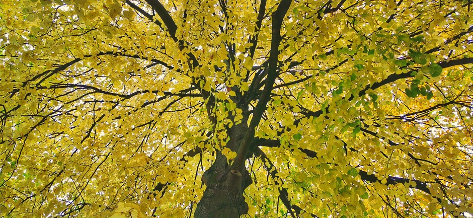 Herfstboom vanmorgen 