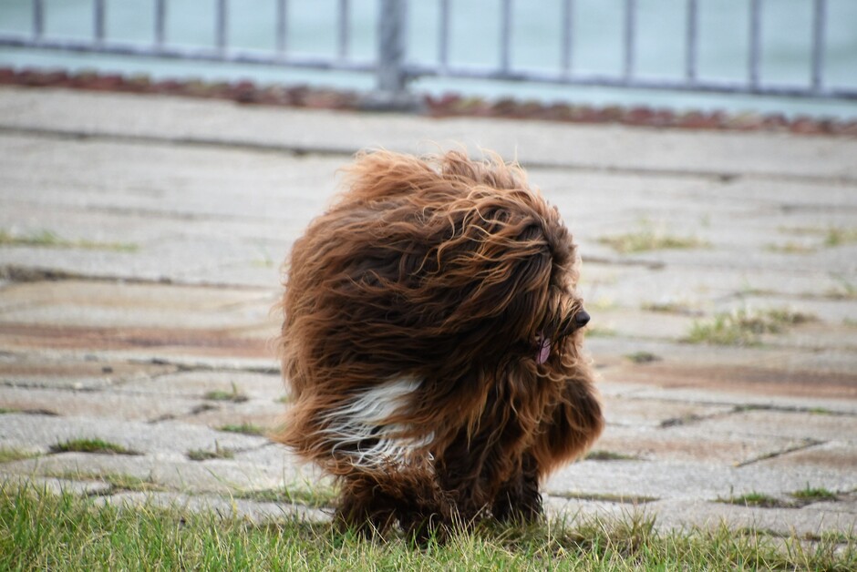 "Wind"hond