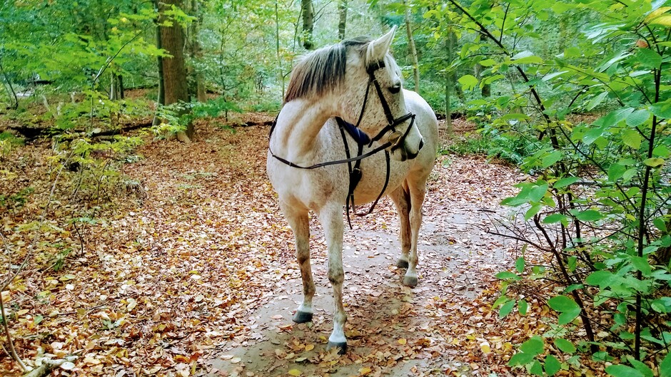 Wandelen met mijn paard op een prachtige herfstdag