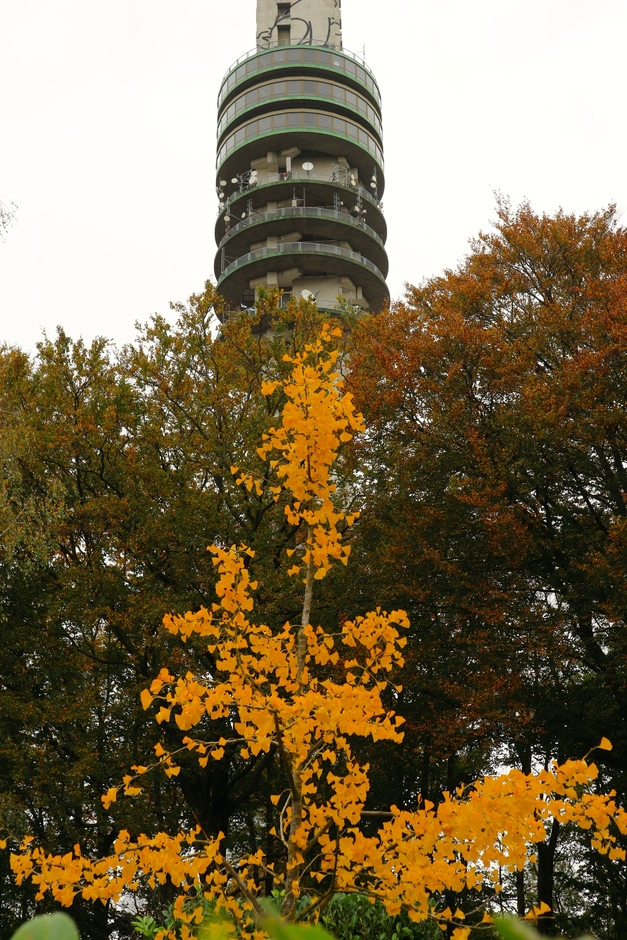 Hilversum TV toren in herfst