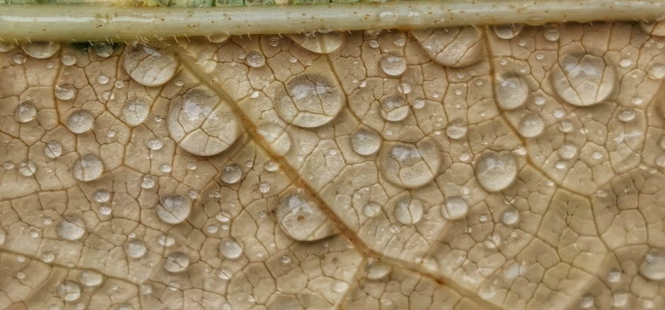 Regen op een herfstblad in detail 