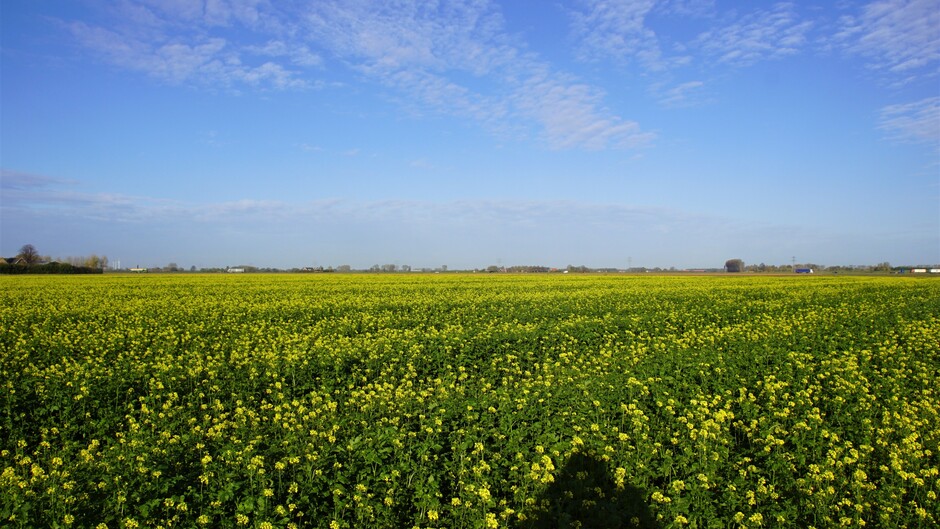 zonnig blauwe lucht wolkjes 9 gr geel mosterdzaad op het land