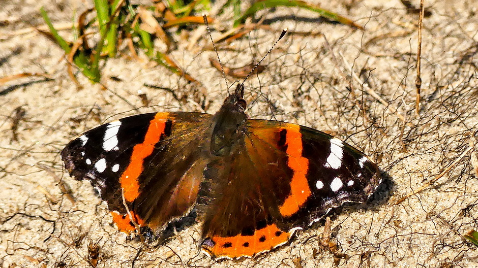 Atalanta vlinder geniet in de zon