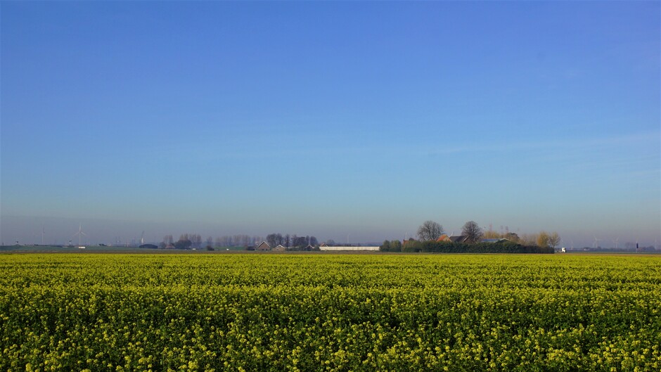 zonnig blauwe lucht en geel gekleurd vel in de polder 8 gr 10.00 uur
