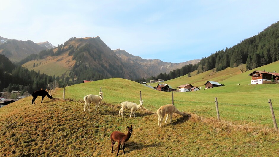 Alpen: vrij zonnig (dalen mist)