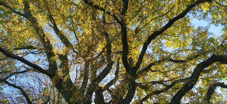 Herfstboom en blauwe lucht