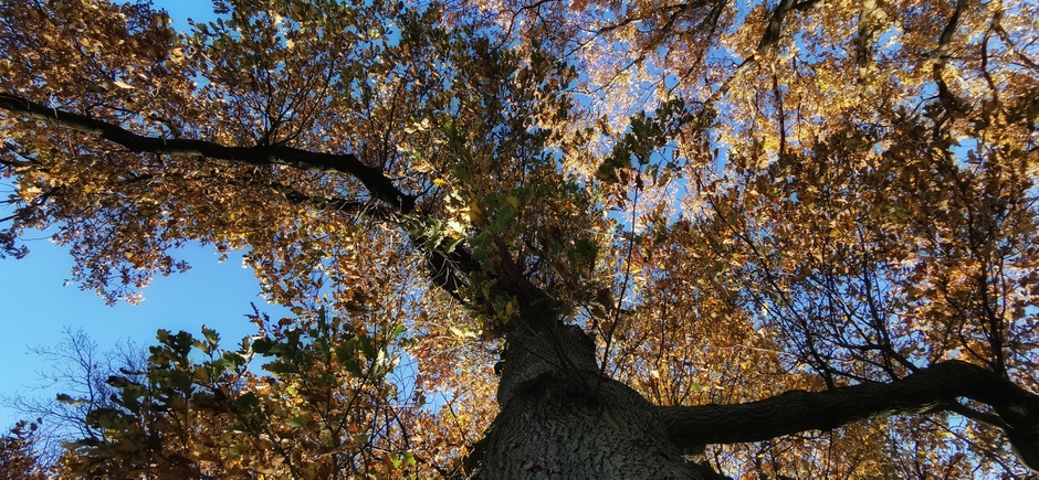 Herfstboom en blauwe lucht