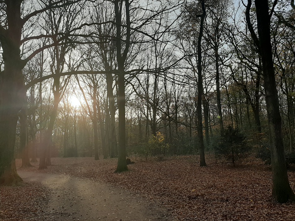 vanmiddag in Santpoort Noord. Heerlijk weer voor een wandeling in het bos.