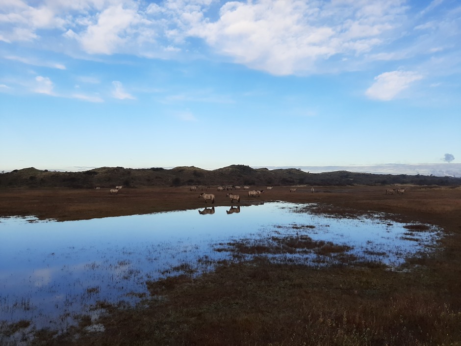 Vanmorgen in de Kennemerduinen.  Kudde paarden (weerspiegeling), blauwe lucht met wat wolkjes