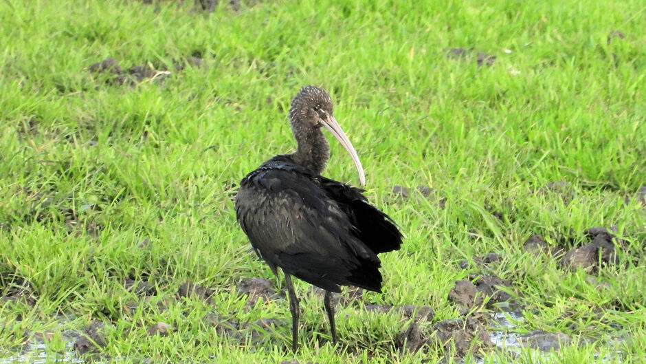 ibis en buizerd