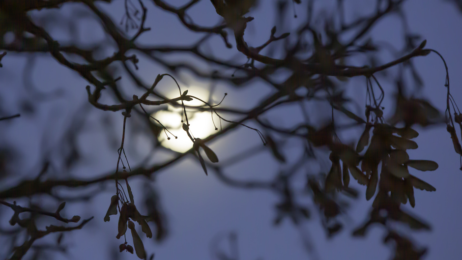 Zie de maan schijnt door de bomen
