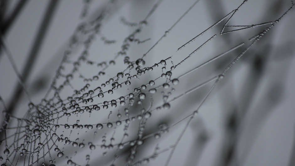 Mist maakt een kunstwerkje van spinnenweb