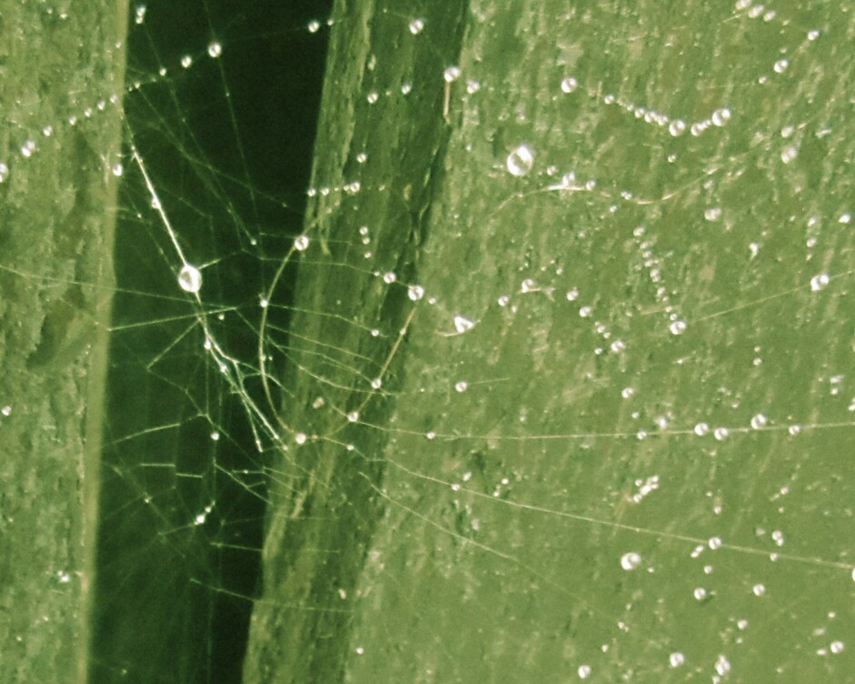 Spinnenweb vergroot