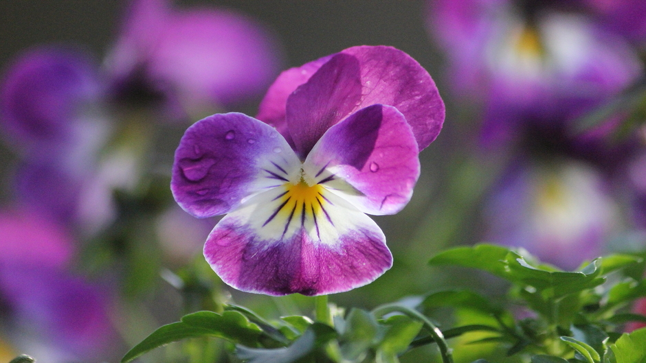 Prachtig weer vanmiddag / viooltjes nog in bloei