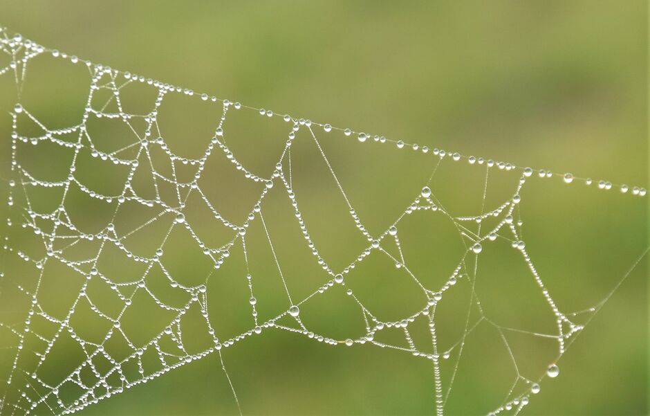 Regendruppels op een spinnenweb