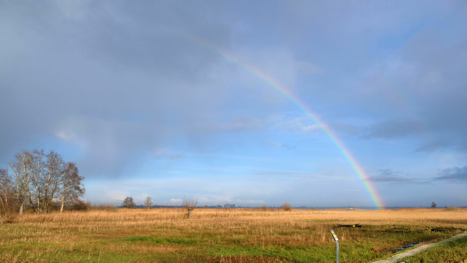 Regenbogen en hagelflarden boven een zonnig rietland in De Wieden