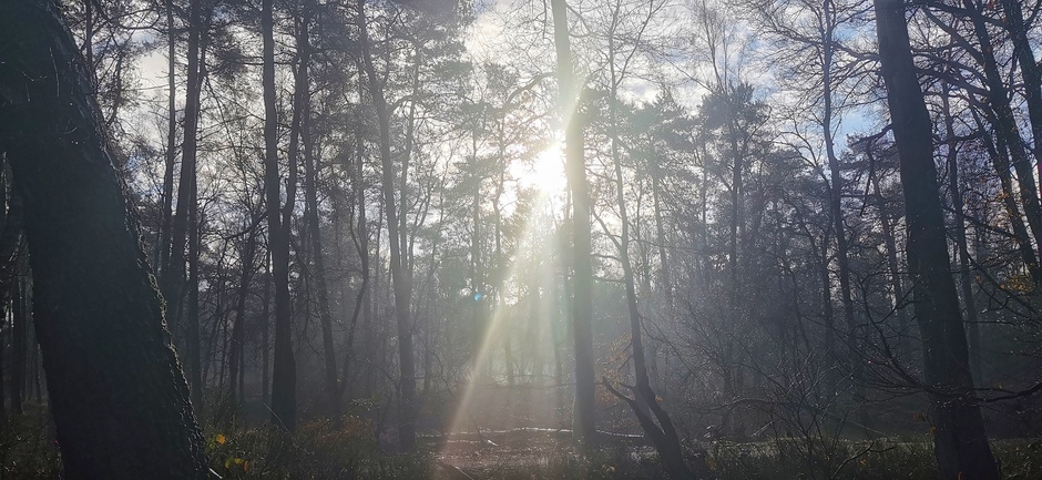 Mooi licht door de nevel in de bossen van de Veluwe 